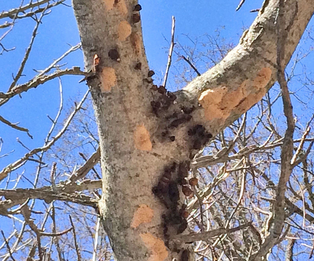 Infestation of Gypsy Moths